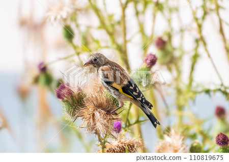 European goldfinch with juvenile plumage, feeding on the seeds of thistles. Carduelis carduelis. 110819675