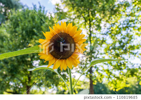 Setting sun over field of blooming sunflowers. Bright photo of sunflowers in bloom and rays of sun right behind them Setting sun over field of blooming sunflowers. Bright photo of sunflowers in bloom and rays of sun right behind them 110819685