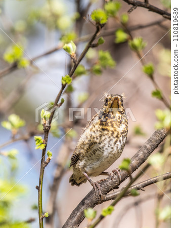 A fieldfare chick, Turdus pilaris, has left the nest and is sitting on a branch. A chick of fieldfare sitting and waiting for a parent on a branch. A fieldfare chick, Turdus pilaris, has left the nest and is sitting on a branch. A chick of fieldfare sitting and waiting for a parent on a branch. 110819689