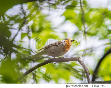 European Robin, Erithacus rubecula, song bird sits on tree in the spring forest or park European Robin, Erithacus rubecula, song bird sits on tree in the spring forest or park 110819692