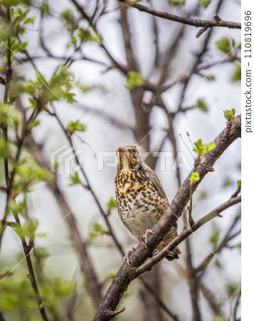 A fieldfare chick, Turdus pilaris, has left the nest and is sitting on a branch. A chick of fieldfare sitting and waiting for a parent on a branch. A fieldfare chick, Turdus pilaris, has left the nest and is sitting on a branch. A chick of fieldfare sitting and waiting for a parent on a branch. 110819696