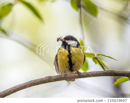 Great Tit sitting in a hedge with flys in its beak 110819697