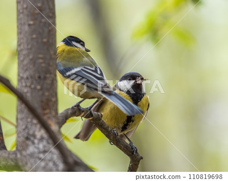 A Great tit feeding its fledgling 110819698