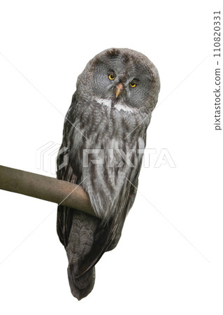 great grey owl sitting on a tree branch in the forest 110820331