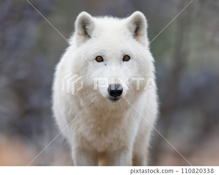 portrait polar wolf on a blurred background 110820338