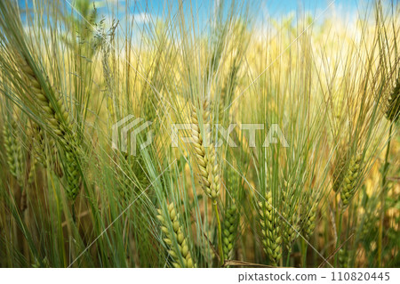 Low perspective close-up of green-yellow grain, June day 110820445