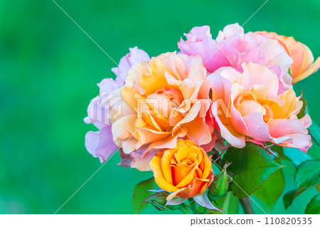 Close-up of a pink rose on green background Close-up of a pink rose on green background 110820535