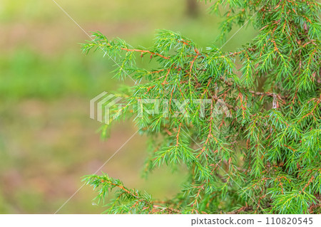 Bright green juniper branches illuminated by the sun. Juniper bush in autumn. Bright green juniper branches illuminated by the sun. Juniper bush in autumn. 110820545