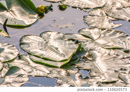 Yellow water lily flower, Nuphar lutea, blooming yellow among the green leaves on the water of the lake 110820573