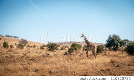 Wildlife preserve in Gauteng 110820725