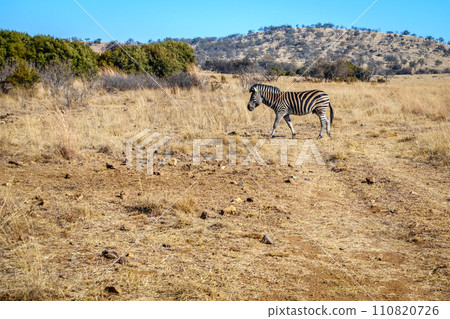 Wildlife preserve in Gauteng 110820726