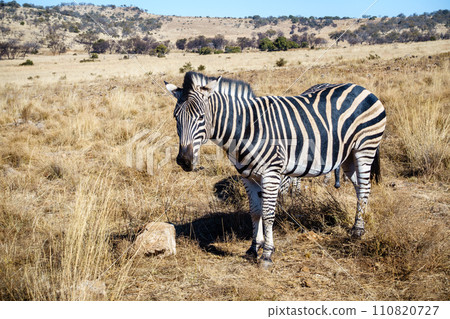 Wildlife preserve in Gauteng Wildlife preserve in Gauteng 110820727