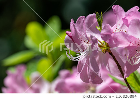 Red purple flower of flower Red purple flower of flower 110820894