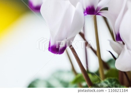 The refreshing scent of cotton-colored mini cyclamen that is close to the wild. 110821184
