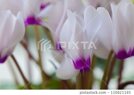 The refreshing scent of cotton-colored mini cyclamen that is close to the wild. The refreshing scent of cotton-colored mini cyclamen that is close to the wild. 110821185