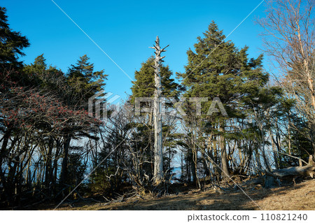 dead tree standing upright dead tree standing upright 110821240