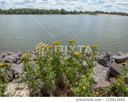 emmerich at the river rhine in germany 110821668