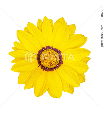 Top view flowering yellow gazania sun flower transparent or white isolated background. Design element. Holiday 110822080