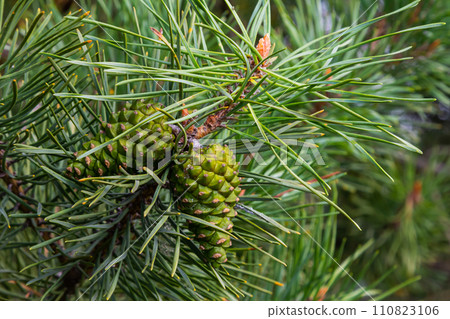 Closeup on pine branch with male and female cone 110823106