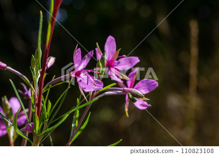 Pink Flowering Chamerion Dodonaei Alpine Willowherb Plant Pink Flowering Chamerion Dodonaei Alpine Willowherb Plant 110823108