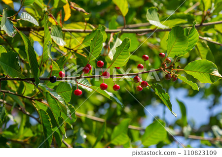 Branches of Frangula alnus with black and red berries. Fruits of Frangula alnus Branches of Frangula alnus with black and red berries. Fruits of Frangula alnus 110823109