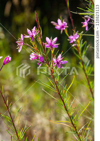 Pink Flowering Chamerion Dodonaei Alpine Willowherb Plant 110823113