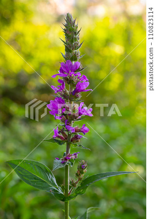 Purple loosestrife Lythrum salicaria inflorescence. Flower spike of plant in the family Lythraceae, associated with wet habitats 110823114