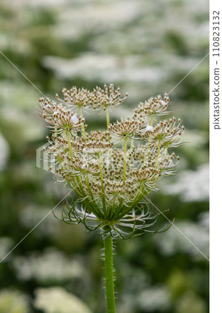Daucus carota known as wild carrot blooming plant Daucus carota known as wild carrot blooming plant 110823132