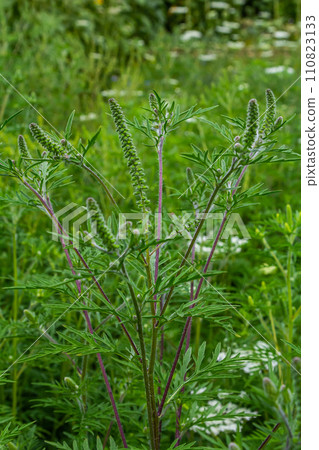 Flower of a common ragweed, Ambrosia artemisiifolia 110823133
