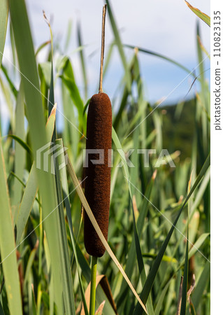 typha wildplant at pond, Sunny summer day. Typha angustifolia or cattail typha wildplant at pond, Sunny summer day. Typha angustifolia or cattail 110823135
