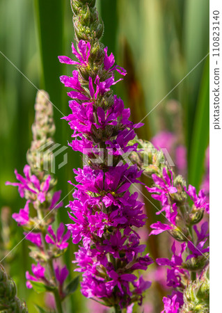 Purple loosestrife Lythrum salicaria inflorescence. Flower spike of plant in the family Lythraceae, associated with wet habitats 110823140