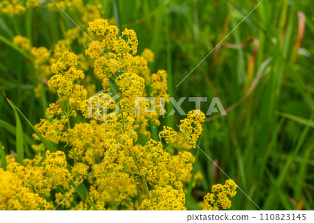 Galium verum, lady's bedstraw or yellow bedstraw low scrambling plant, leaves broad, shiny dark green, hairy underneath, flowers yellow and produced in dense clusters Galium verum, lady's bedstraw or yellow bedstraw low scrambling plant, leaves broad, shiny dark green, hairy underneath, flowers yellow and produced in dense clusters 110823145