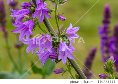 Clustered bell flower Campanula glomerata blooming in the wild 110823151