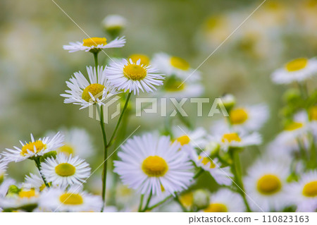 Erigeron annuus known as annual fleabane, daisy fleabane, or eastern daisy fleabane Erigeron annuus known as annual fleabane, daisy fleabane, or eastern daisy fleabane 110823163