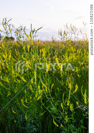 Flowers of Melilotus officinalis is on bright summer background. Blurred background of yellow - green. Shallow depth of field 110823166