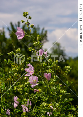 Flower close-up of Malva alcea greater musk, cut leaved, vervain or hollyhock mallow, on soft blurry green grass background Flower close-up of Malva alcea greater musk, cut leaved, vervain or hollyhock mallow, on soft blurry green grass background 110823174