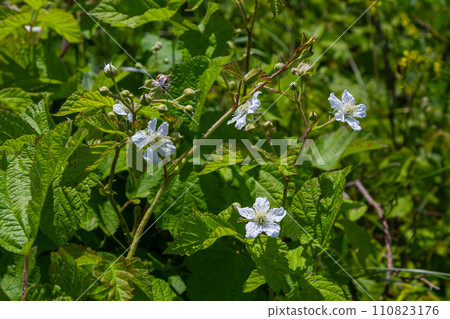 Flower of European dewberry Rubus caesius in the summer 110823176