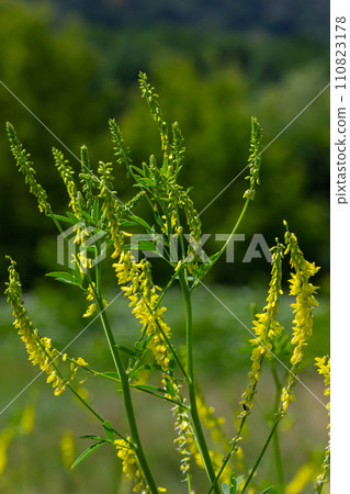 Flowers of Melilotus officinalis is on bright summer background. Blurred background of yellow - green. Shallow depth of field Flowers of Melilotus officinalis is on bright summer background. Blurred background of yellow - green. Shallow depth of field 110823178