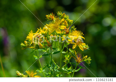 close-up of the yellow blossoms of Hypericum perforatum, a herbal medicine 110823181