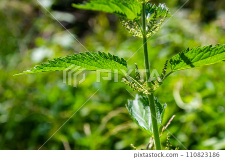 Stinging nettles Urtica dioica in the garden. Green leaves with serrated edges 110823186