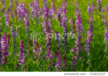 Vetch, vicia cracca valuable honey plant, fodder, and medicinal plant. Fragile purple flowers background. Woolly or Fodder Vetch blossom in spring garden Vetch, vicia cracca valuable honey plant, fodder, and medicinal plant. Fragile purple flowers background. Woolly or Fodder Vetch blossom in spring garden 110823207
