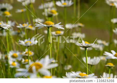 Wild daisy flowers growing on meadow, white chamomiles. Oxeye daisy, Leucanthemum vulgare, Daisies, Dox-eye, Common daisy, Dog daisy, Gardening concept Wild daisy flowers growing on meadow, white chamomiles. Oxeye daisy, Leucanthemum vulgare, Daisies, Dox-eye, Common daisy, Dog daisy, Gardening concept 110823208