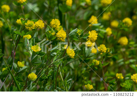 Trifolium campestre or hop trefoil flower, close up. Yellow or golden clover with green leaves. Wild or field clover is herbaceous, annual and flowering plant in the bean or legume family Fabaceae Trifolium campestre or hop trefoil flower, close up. Yellow or golden clover with green leaves. Wild or field clover is herbaceous, annual and flowering plant in the bean or legume family Fabaceae 110823212