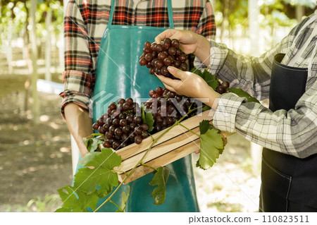 Young Asia Couple farmer holding grapes after harvest from the organic vineyard, healthy fruit concept Young Asia Couple farmer holding grapes after harvest from the organic vineyard, healthy fruit concept 110823511