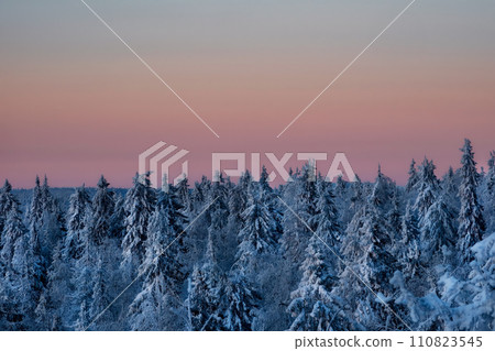 Carpet of snowy coniferous forest under dawn pink frosty fog. 110823545