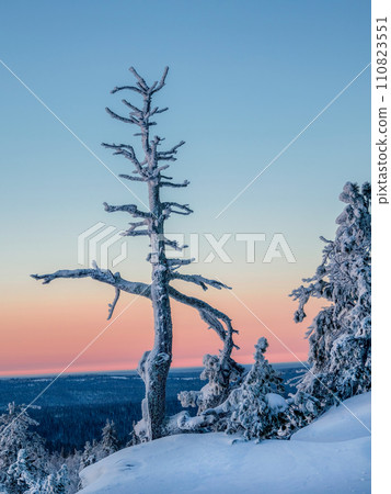 Amazing gnarled frozen tree against the background of a colorful twilight sunset. 110823551