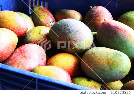 Harvested Brazilian mangoes 110823555