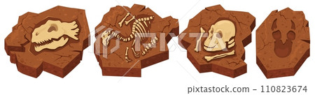 Archeological fossils in stone with different prehistoric dinosaurs 110823674