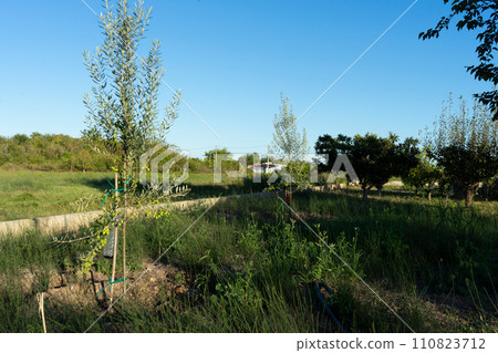 Small olive tree in full growth in a crop field under the blue summer sky Small olive tree in full growth in a crop field under the blue summer sky 110823712