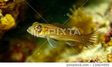 Small fish on the background of a reef, underwater fishing in the Mediterranean sea, an idea for a postcard or invitation for diving during a vacation at sea Small fish on the background of a reef, underwater fishing in the Mediterranean sea, an idea for a postcard or invitation for diving during a vacation at sea 110824895